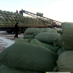 内蒙古开鲁羊角椒辣椒上货量大