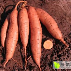 河北邢台秦薯7号红薯名优产品