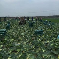 钟祥京丰胡生11月旺旺甘蓝