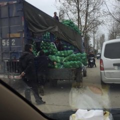 2015钟祥甘蓝值得出手