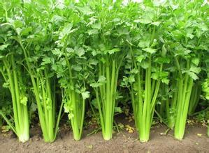 砀山万亩高康9月美国西芹芹菜