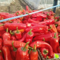 芜湖北优质辣椒欢迎采购