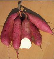 2015邢台红薯走过路过不要错过