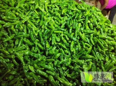 2016年河南夏邑二炮辣椒价格