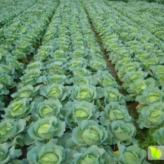 天门张港老曹11月韩国品种甘蓝