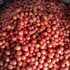 临沂费县薛庄镇代办范学民，硬粉西红柿