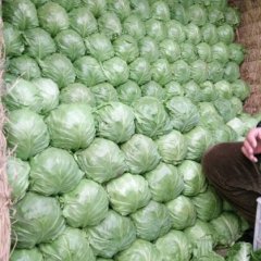 河北 唐山8398甘蓝