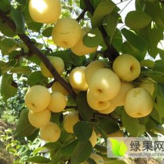 砀山范楼范先生7月酥梨