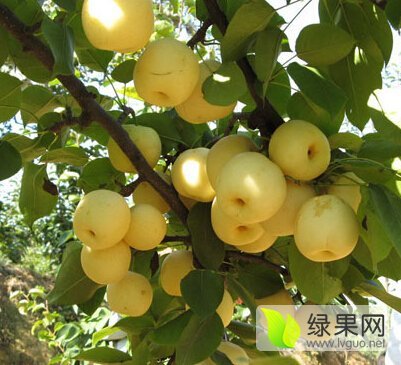 2015年安徽砀山酥梨价格