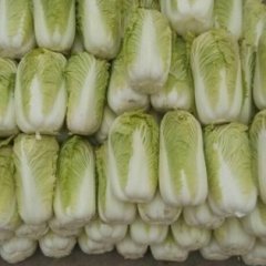 博爱白菜著名品牌孝敬小徐诚信合作