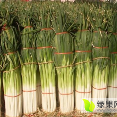 山东昌邑铁杆大葱是名优特产