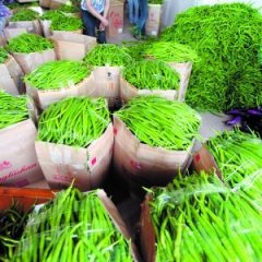 2015惠民辣椒俏销大江南北