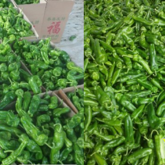 2015费县辣椒价格波动不大