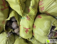 2015绿园土豆收购工作全面开展