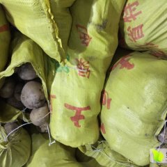 2015绿园土豆收购工作全面开展