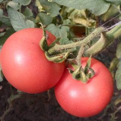 饶阳西红柿香甜可口,河北李凤志诚信合作