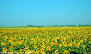 我处主打品种363，个头大，质量好