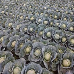 西昌兴胜尹雄12月春玉甘蓝