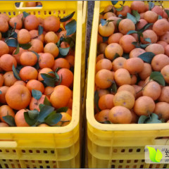 广西崇左市江洲沙糖桔价格行情