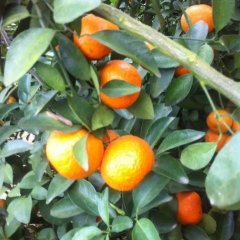 2015江洲沙糖桔现在订货有惊喜