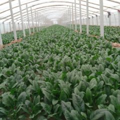 山东惠民大叶无公害菠菜