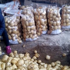 专业代办水洗内蒙土豆V7，沃土