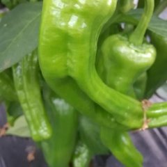 福建晋江301辣椒口感爽口