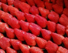 郯城草莓产销两旺,鲁南邵长洲诚信合作