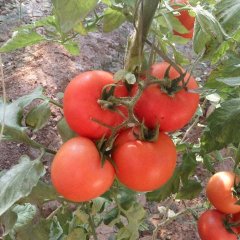 河北饶阳粉百利西红柿上货量大