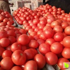 山东费县西红柿基地姚学源蔬菜市场