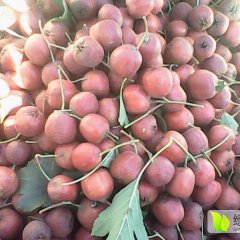 2015遵化山楂抓住商机无限