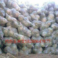 西昌甘蓝诚信代办王林文