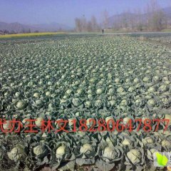 2015西昌甘蓝王林文诚信代办