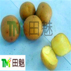 滕州山东关家水1月荷兰十五土豆
