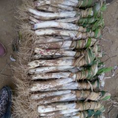 2015市中大葱价格波动不大