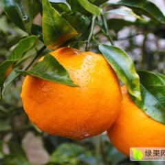 彭山12月春见、丑柑