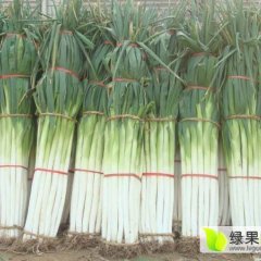 费县大葱欢迎合作薛庄付豪诚信合作