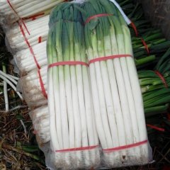 费县大葱质量上乘,薛庄付豪诚信合作