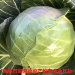 四川西昌特圆甘蓝聚焦市场