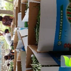 东明东明毕排玲7月湘辣七号辣椒