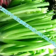 定陶西芹王先生12月美国西芹芹菜