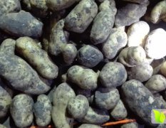 黑龙江北林荷兰系列种薯土豆品质优良