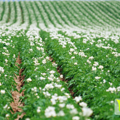 2015武川土豆再不来就没机会了！