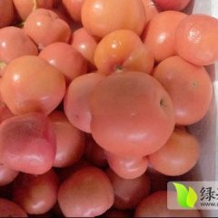 砀山安徽张佳6月粉百利西红柿