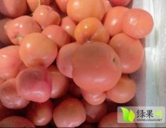 砀山安徽张佳6月粉百利西红柿