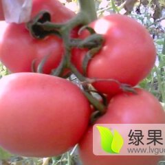 费县西红柿价格适宜,山东李永亮诚信合作