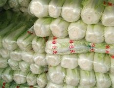 肥城大量北京新三号白菜大量供应，赵衍星与真诚合作