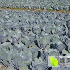 2015新野甘蓝现在订货有惊喜