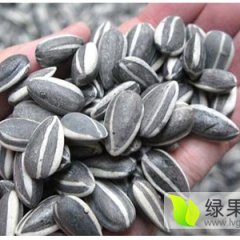 集宁集宁张先生12月美葵5009葵花