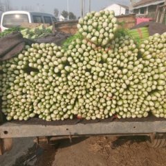 安徽砀山皇妃芹菜随行就市